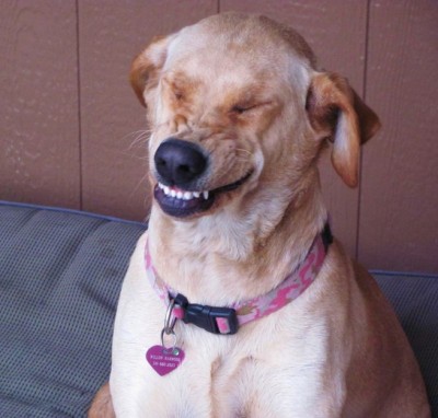 smile-dog.png_full.jpg