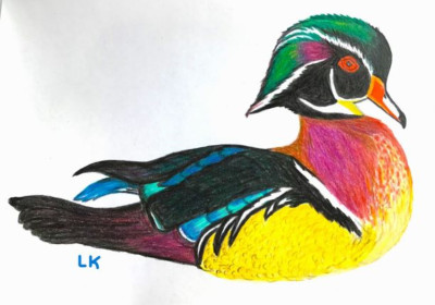LisaLCFan Wood Duck Drawing.jpg