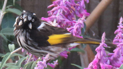 New Holland Honey Eater.jpg