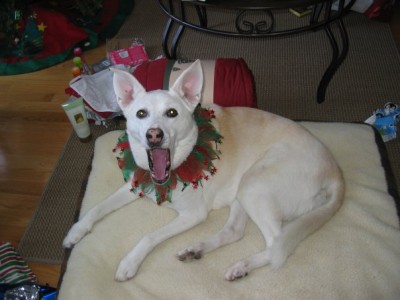 molly xmas.jpg